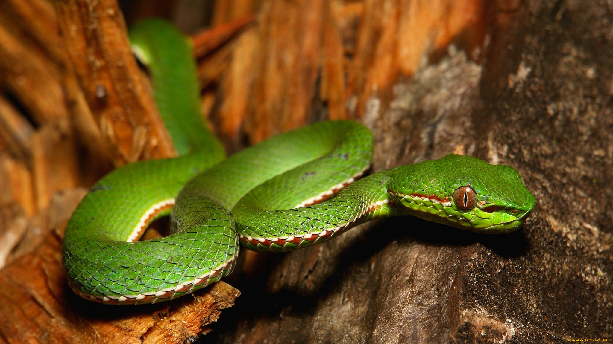 , ,  ,  , itchydogimages, 